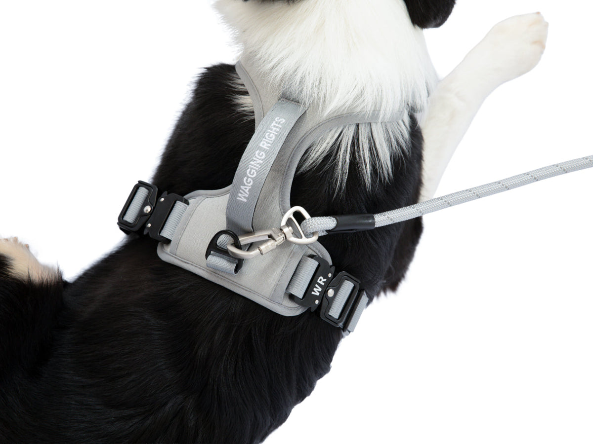 Wagging Rights Lead