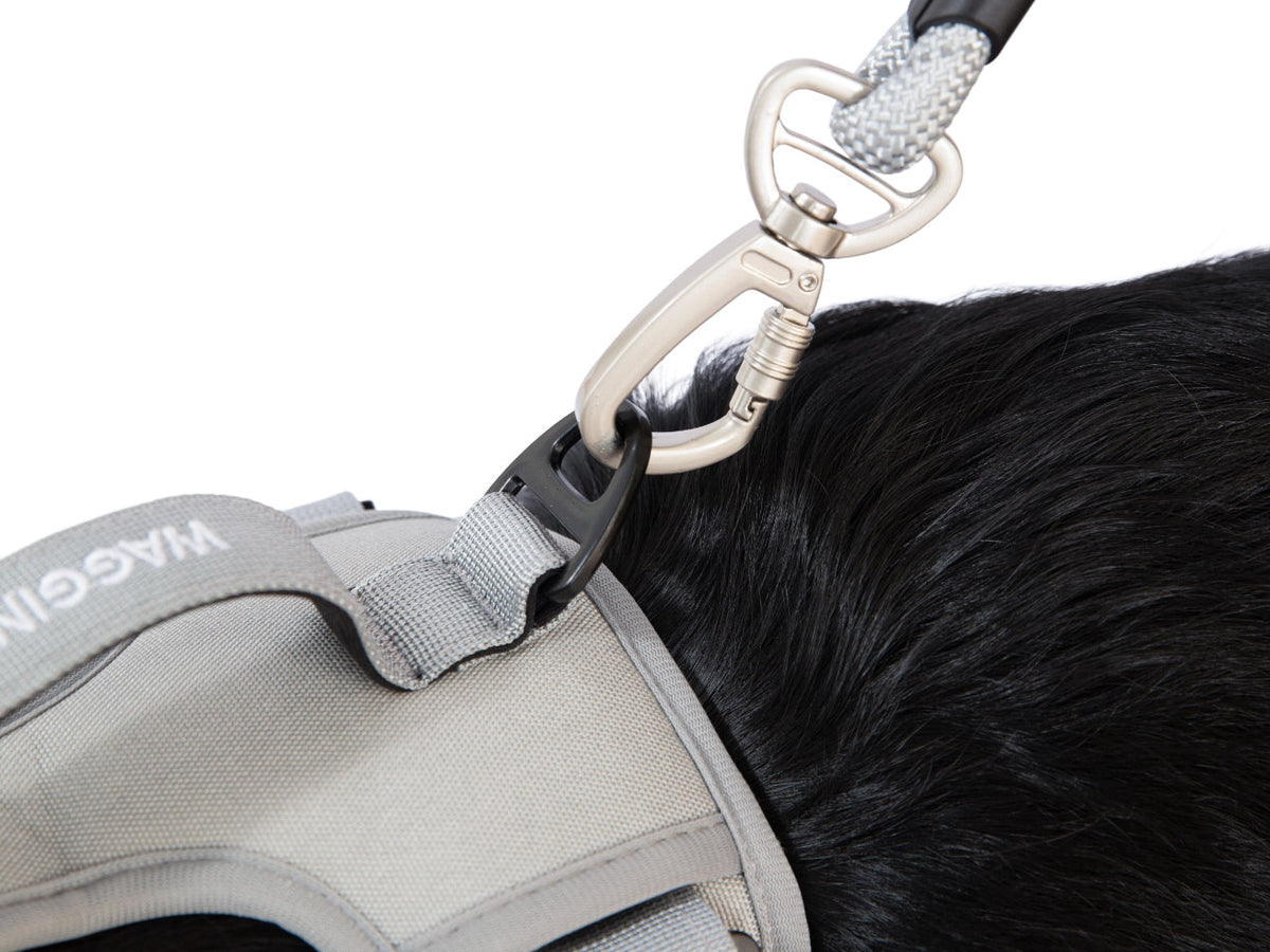 Wagging Rights Lead