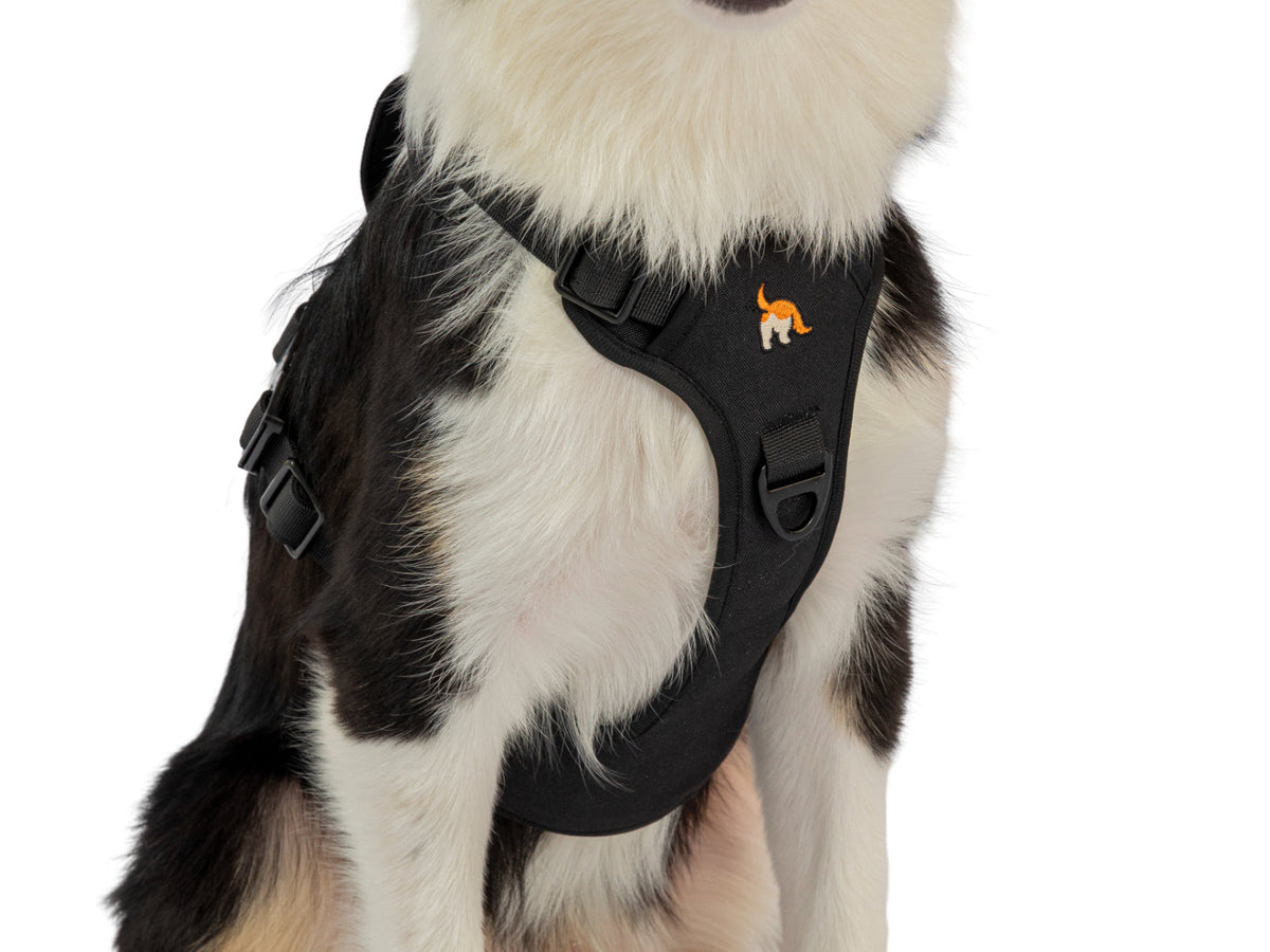 Wagging Rights Adjustable Harness