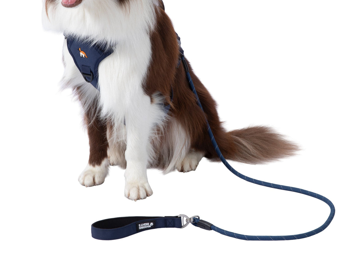 Wagging Rights Lead