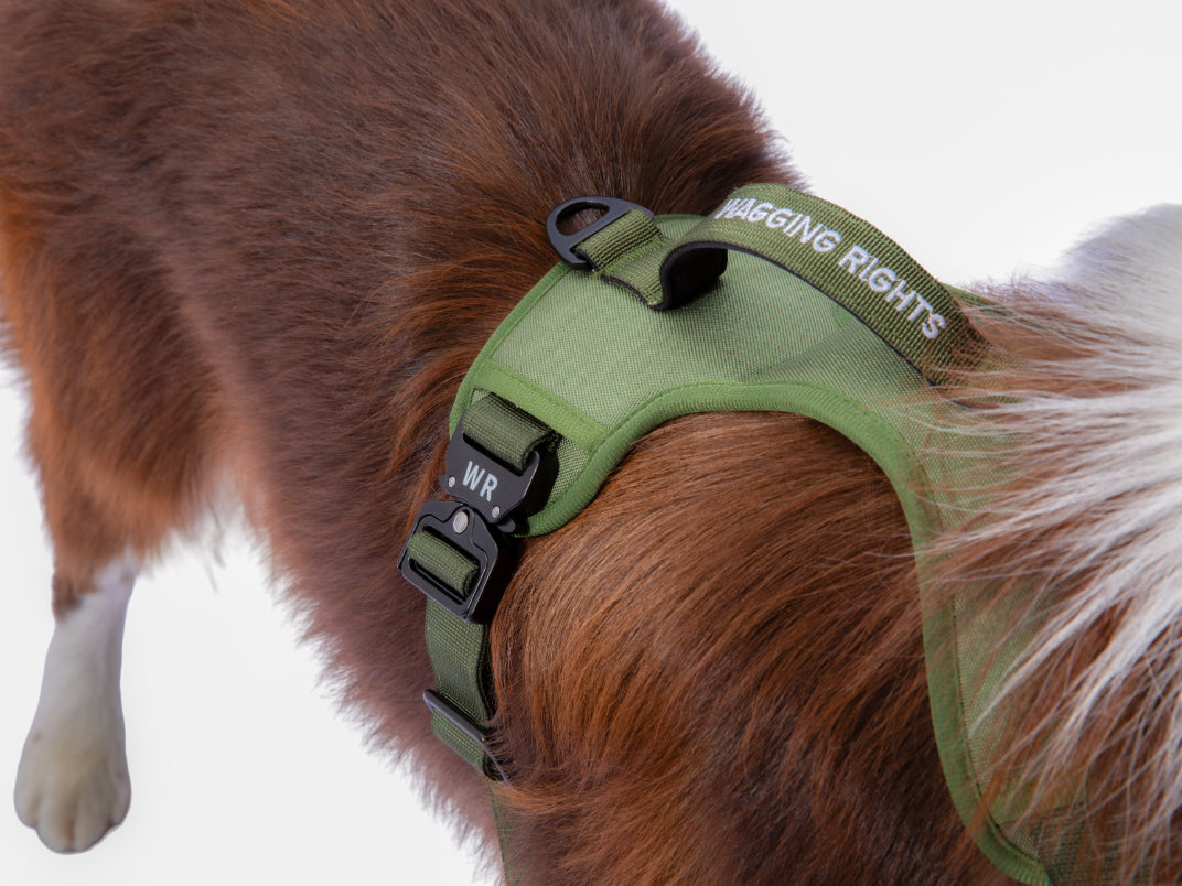 Wagging Rights Adjustable Harness
