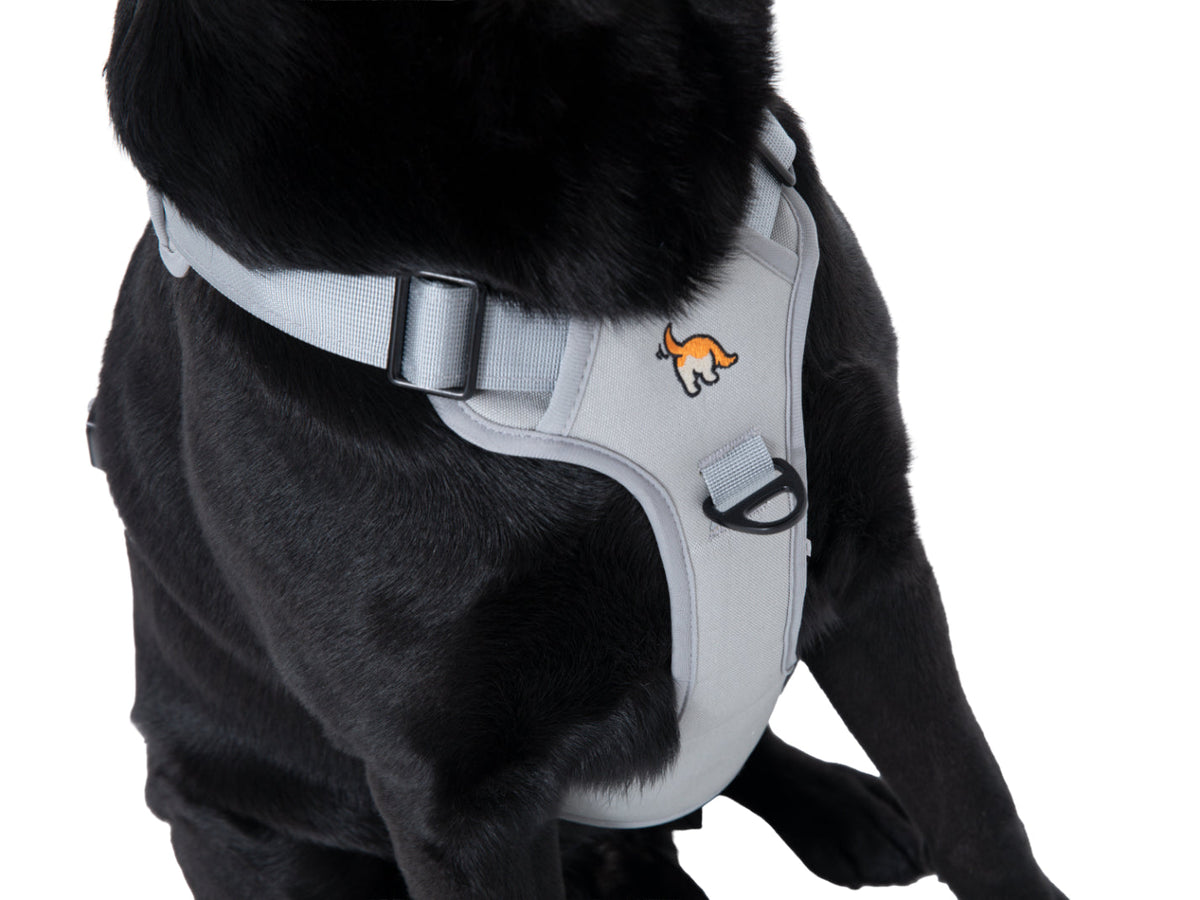 Wagging Rights Adjustable Harness