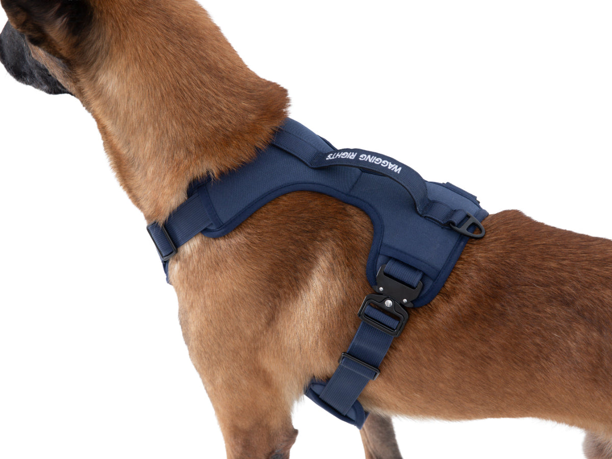 Wagging Rights Adjustable Harness
