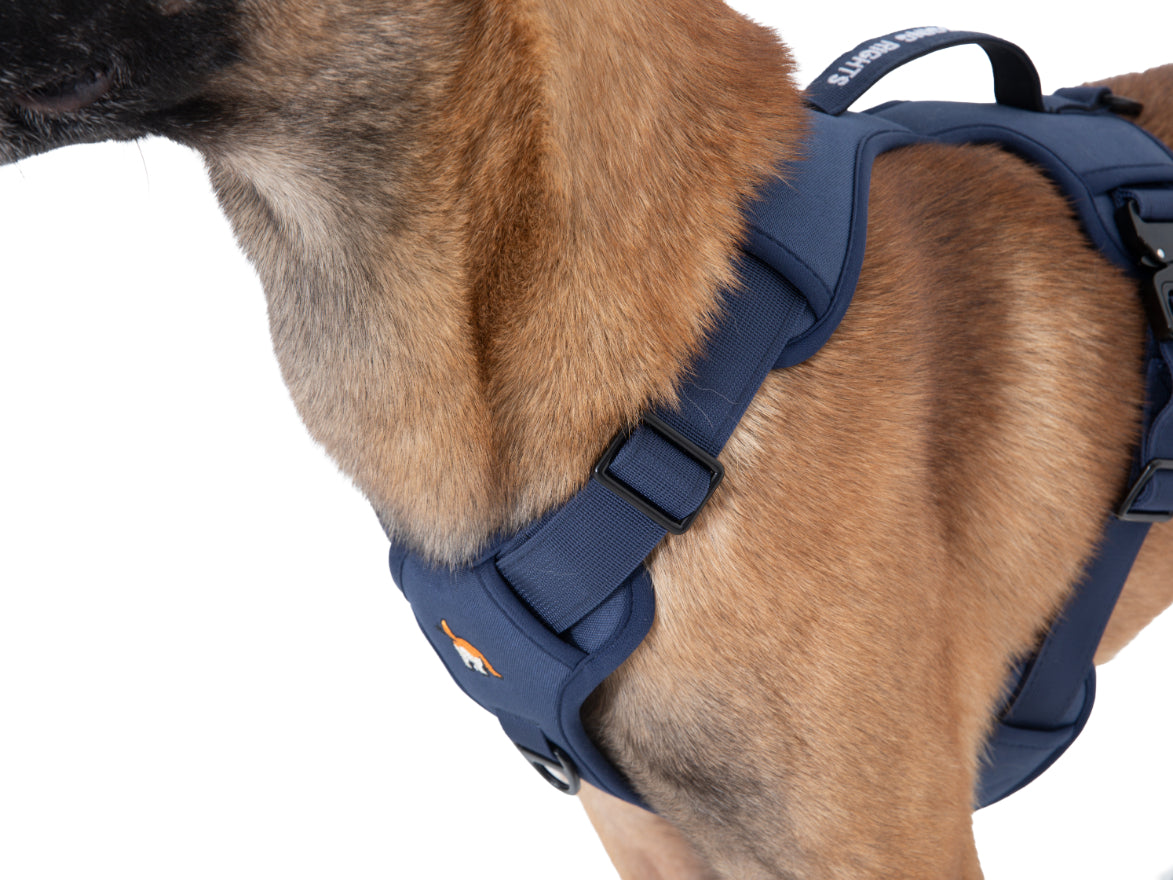 Wagging Rights Adjustable Harness
