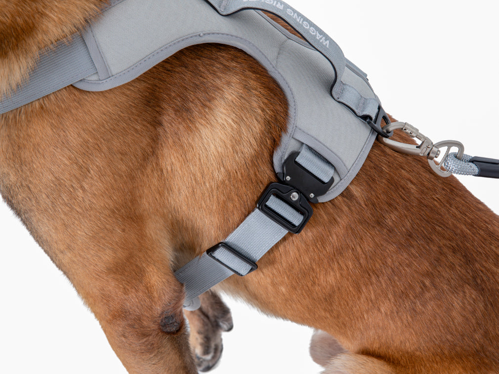 Wagging Rights Adjustable Harness